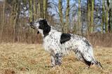 SETTER ANGLAIS 015